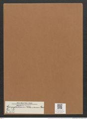 Campylodiscus kittonianus Grev. (de-Toni-Nr.: Genus 57, Species 2510) Zeichnungen Sammlung Grunow Mappe 02673 (Herbarium_W_Grunow_drawings_Folder_02673)